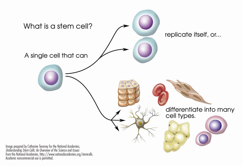 Stem Cells